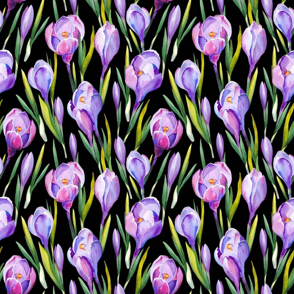 Seamless Pattern Purple Crocus Flowers Watercolor Illustration Black Background — Stock Photo, Image