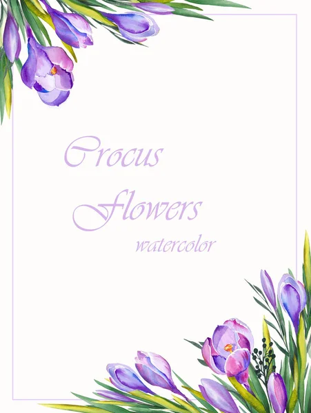Watercolor square frame with purple crocus flowers. Hand drawn illustration on white background.