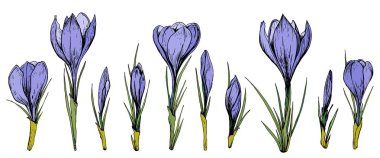 Mor bitkisi çiçeği kümesi. Çizilmiş vektör çizim el.