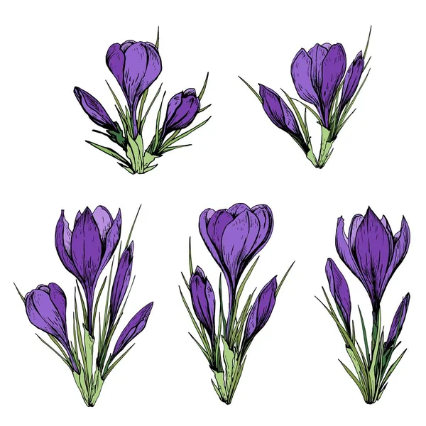 Set of purple crocus flower bouquets. Hand drawn vector illustration.