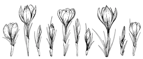 Uppsättning Crocus Vårblommor Hand Dras Vektorillustration — Stock vektor