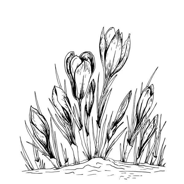 Crocus Vårblommor För Gratulationskort Hand Dras Vektorillustration — Stock vektor