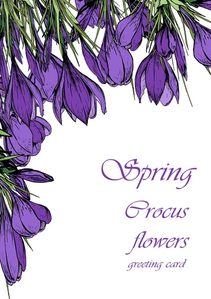 Greeting card with purple crocus flowers.  Hand drawn vector illustration.