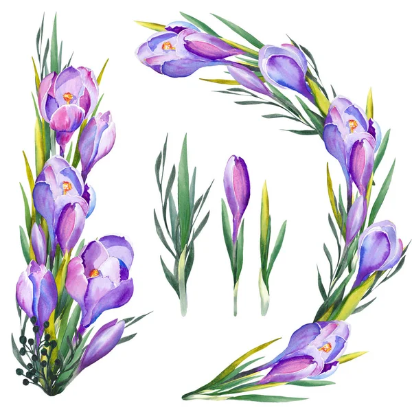 Watercolor Floral Set Purple Crocus Compositions Greeting Cards Isolated Elements — Stock Photo, Image