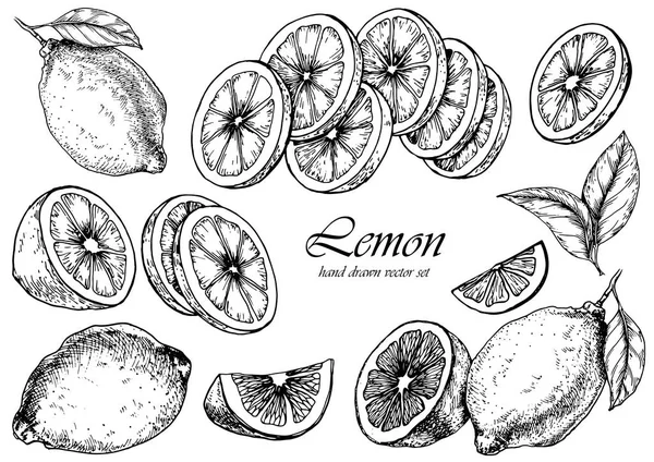 Vektör limon meyve ayarlayın. Elle çizilmiş şekil. Tasarım için izole öğeleri.