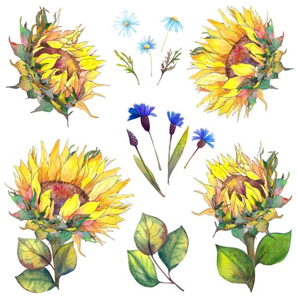Conjunto Girassóis Flores Milho Azuis Margaridas Ilustração Aquarela Elementos Isolados — Fotografia de Stock