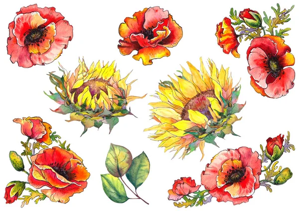Haşhaş Çiçekleri Ayçiçeği Kümesi Sulu Boya Resim Tasarım Için Izole — Stok fotoğraf