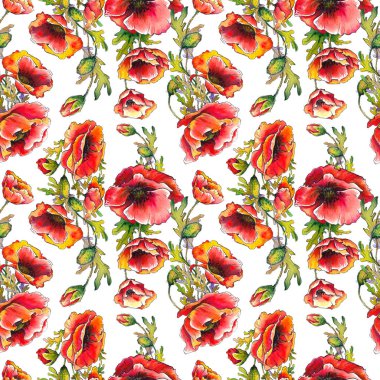Dikişsiz desen haşhaş kırmızı çiçekli. Beyaz arka plan üzerine suluboya.