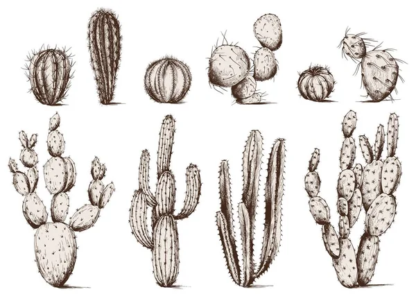 Vector Set Van Cactus Geïsoleerde Elementen Voor Ontwerp — Stockvector