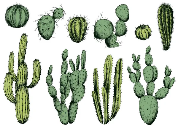 Vector Set Groene Cactus Planten Geïsoleerde Elementen Voor Ontwerp — Stockvector