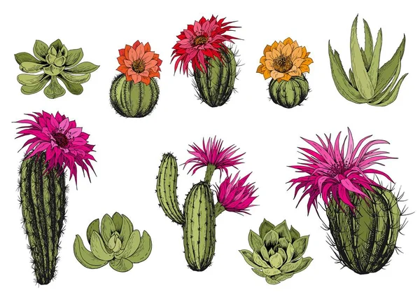 Vector Set Groene Succulenten Cactus Planten Met Kleurrijke Bloemen Geïsoleerde — Stockvector