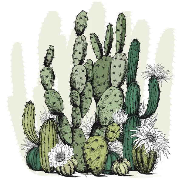 Square Card Green Cactus Plants Flowers Hand Drawn Vector White — Stock Vector