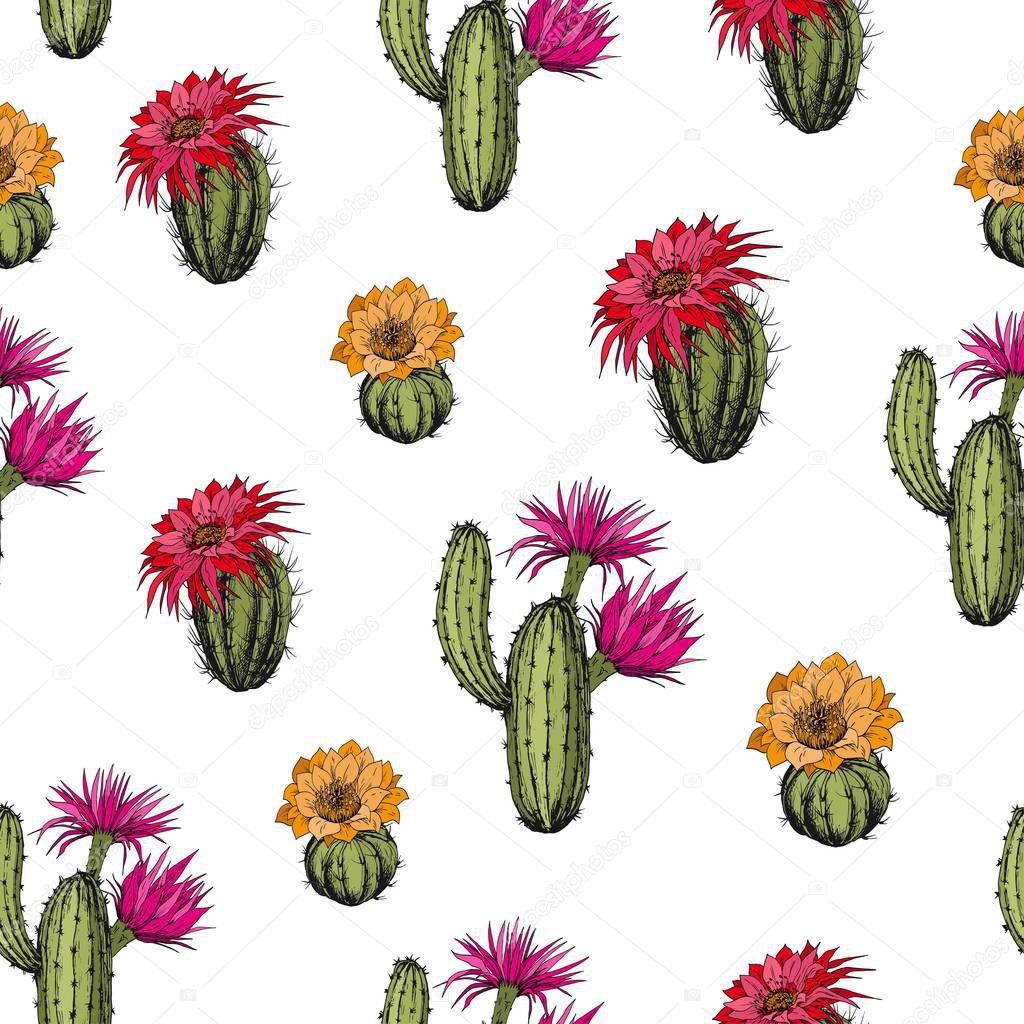 Seamless pattern with cactus plants and flowers. Hand drawn vector on white background.