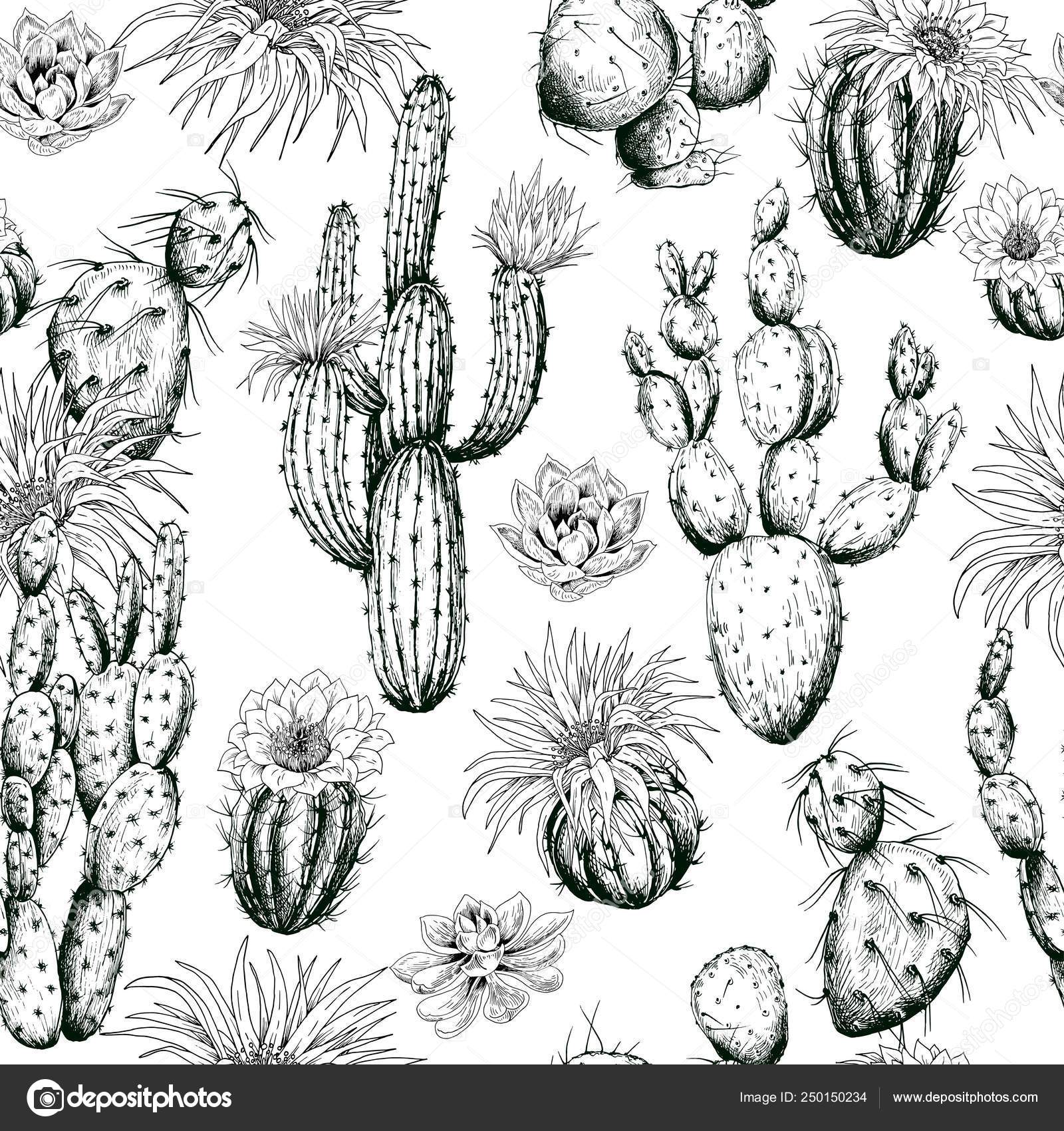Suculentas planta vetor sem costura padrão. Botanical preto e branco cacto  flora tecido impressão . imagem vetorial de inides© 92498470