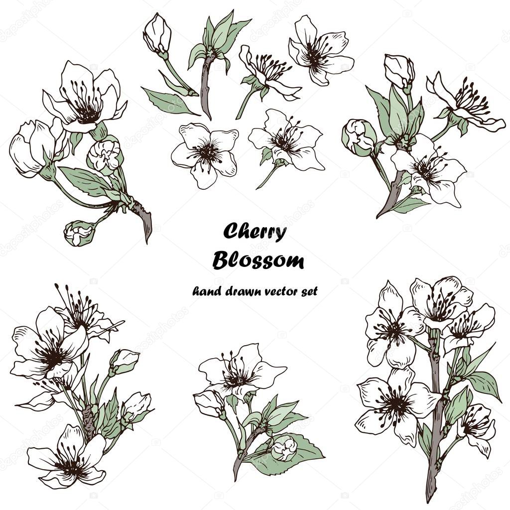 Vector set of cherry blossom flowers. Isolated elements for design.
