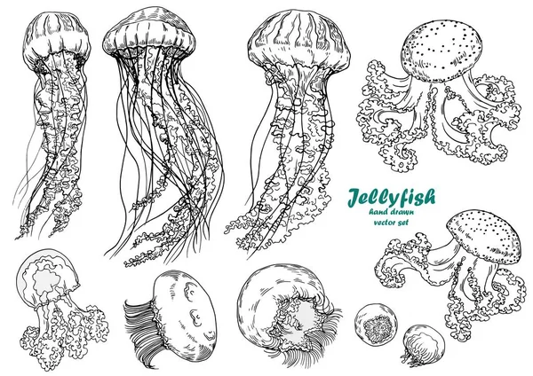 Jellyfish Collection Hand Drawn Vector Set Black White Illustration Royalty Free Stock Vectors