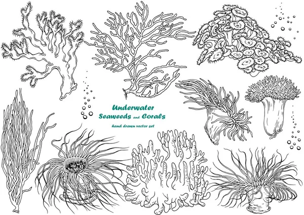 Vektorset Aus Algen Und Korallen Schwarz Weiß Illustration Isolierte Elemente — Stockvektor