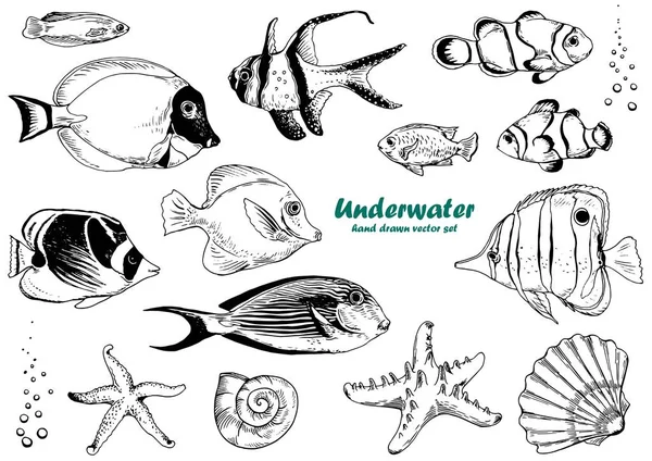 热带鱼类 海星和贝壳 黑色和白色向量 用于设计的独立元素 — 图库矢量图片