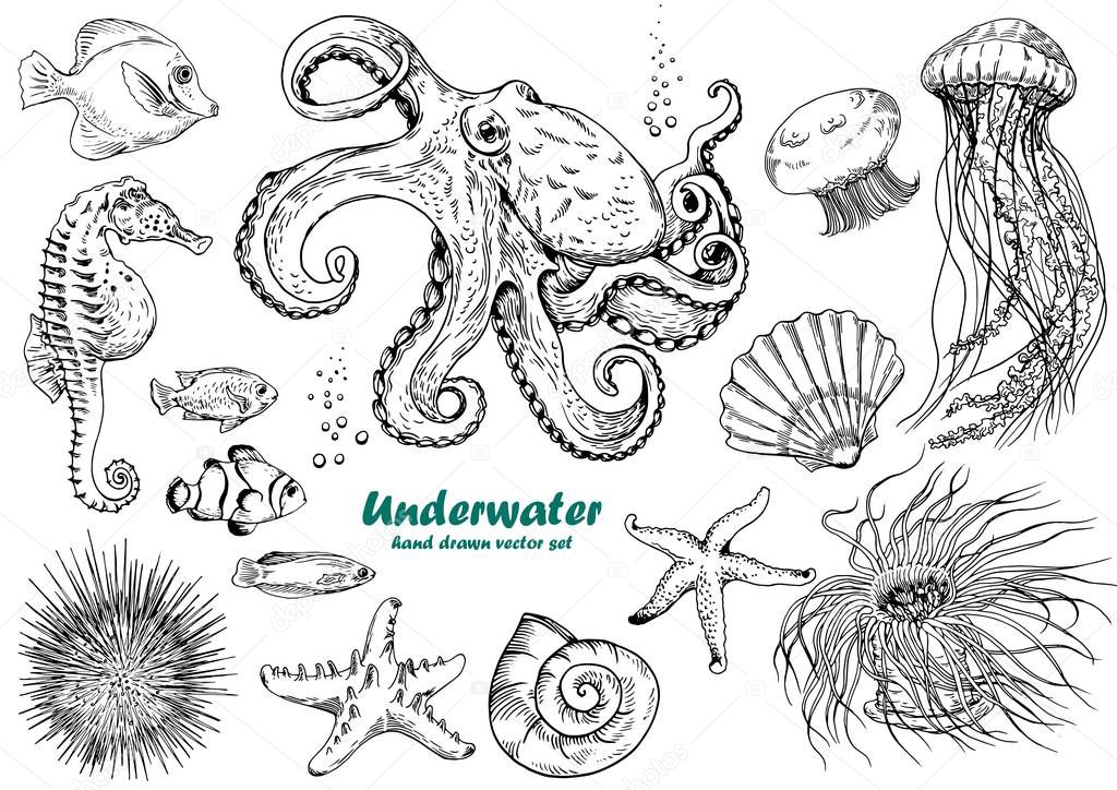 Set of underwater creatures, octopus, jellyfish, starfish, seahorse, sea urchin, shells and tropical fishes. 