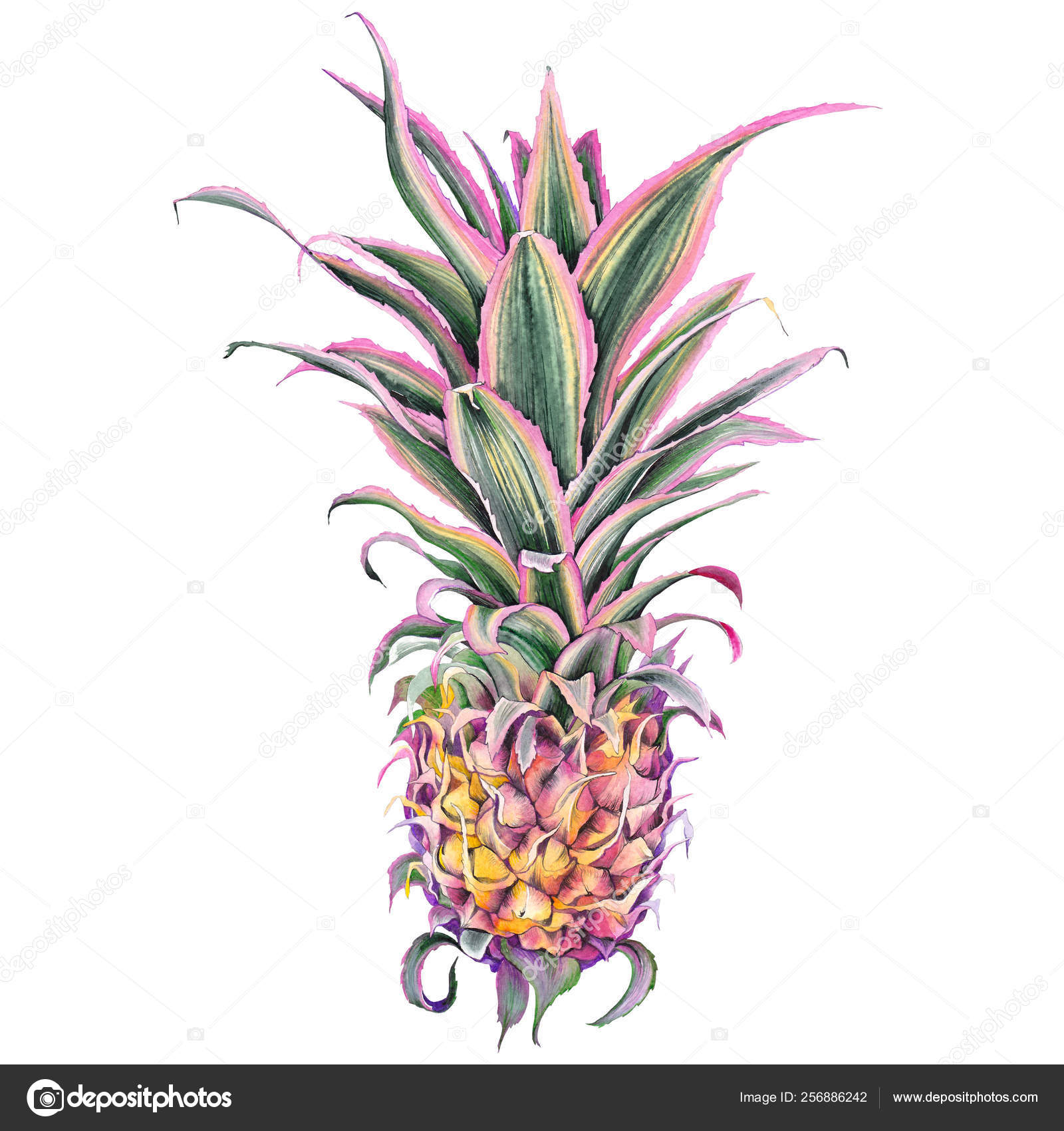 Featured image of post Easiest Way to Make Decorative Pink Pineapple Plant