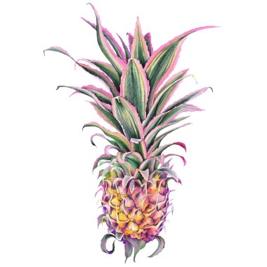 Dekoratif pembe ananas, ananas Bracteatus bromeliad bitki, süs varilli ananas. Beyaz arka planda suluboya.