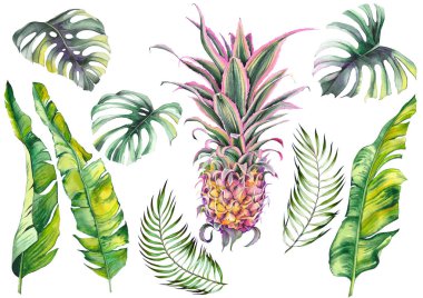 Tropikal pembe ananas, muz yaprakları ve monstera yaprakları ile ayarlayın. Beyaz arka planda suluboya. Tasarım için yalıtılmış elemanlar.