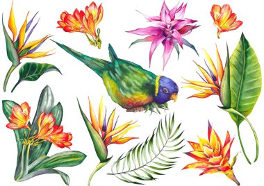 Tropikal bir papağan kuş, egzotik strelitzia ve bromeliad çiçekleri ile ayarlayın. Beyaz arka planda suluboya. Tasarım için yalıtılmış elemanlar.