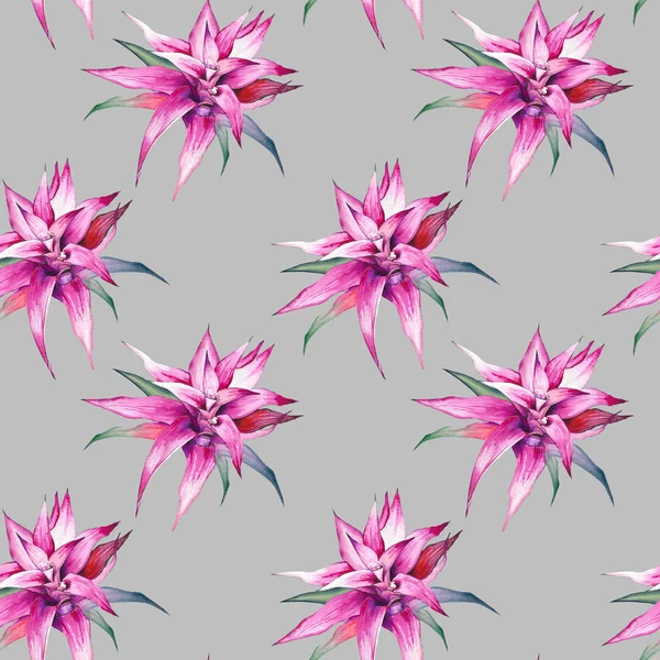Seamless Pattern Pink Guzmania Flowers Watercolor Gray Background — Stock Photo, Image