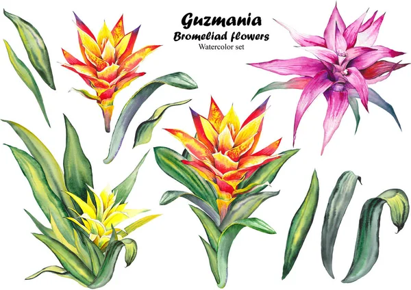 Conjunto Flores Guzmania Bromeliad Ilustración Acuarela Sobre Fondo Blanco — Foto de Stock