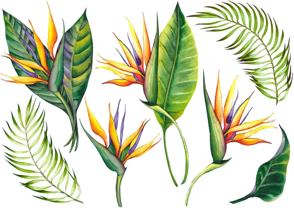 Uppsättning Exotiska Strelitzia Blommor Paradisfågeln Akvarell Vit Bakgrund Isolerade Element — Stockfoto
