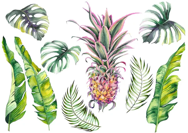Tropikal pembe ananas, muz yaprakları ve monstera yaprakları ile ayarlayın. Beyaz arka planda suluboya. Tasarım için yalıtılmış elemanlar.