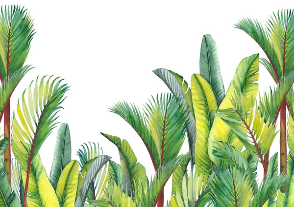 热带棕榈树和香蕉叶 隔离的水彩背景 — 图库照片
