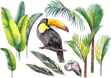 Bir toucan, muz yaprakları, palmiye ve calathea yaprakları ile tropikal ayarlayın. Beyaz arka planda suluboya. Tasarım için yalıtılmış elemanlar.