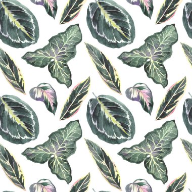 Tropikal calathea yaprakları ile dikişsiz desen. Beyaz arka planda suluboya illüstrasyon.