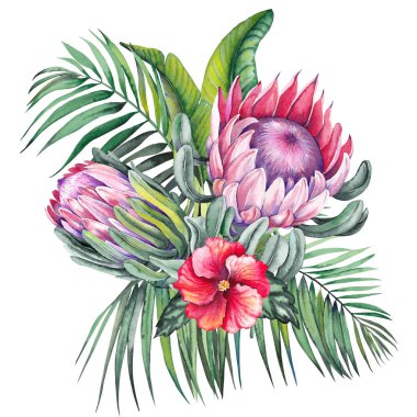 Egzotik protea çiçekleri, ebegümeci, palmiye ve muz yaprakları ile Tropikal buket. Beyaz arka planda suluboya. 