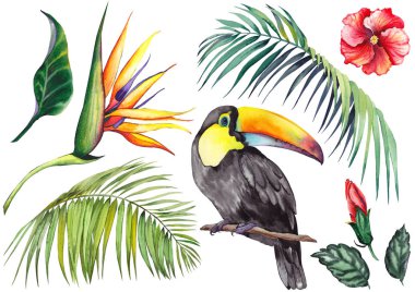 Bir toucan, palmiye yaprakları, strelitzia ve ebegümeci çiçekleri ile tropikal ayarlayın. Beyaz arka planda suluboya. Tasarım için yalıtılmış elemanlar.
