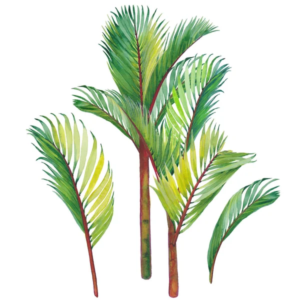 热带棕榈叶 白色背景上的水彩插图 — 图库照片