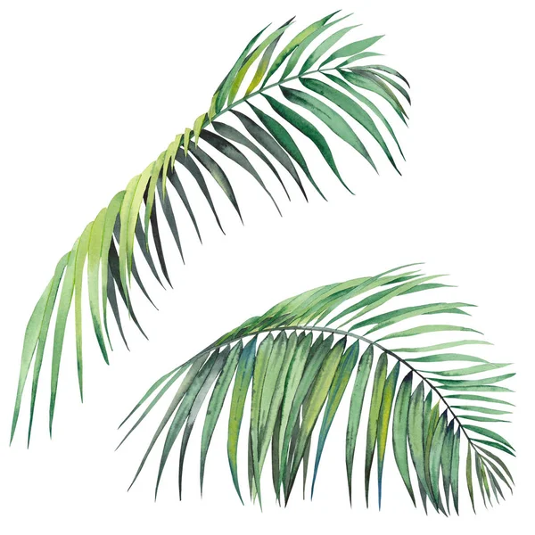 一套热带棕榈叶 白色背景上的水彩 用于设计的隔离元素 — 图库照片
