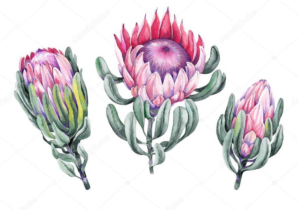 Set of exotic protea flowers. Watercolor on white background. Isolated elements for design.