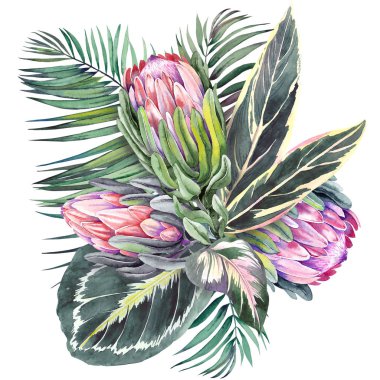 Egzotik protea çiçekleri, calathea ve palmiye yaprakları ile Tropikal buket. Beyaz arka planda suluboya. 