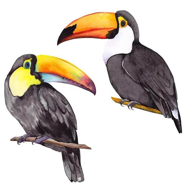 Set Toucan Vogels Aquarel Illustratie Witte Achtergrond Isilated Elementen Voorontwerp — Stockfoto