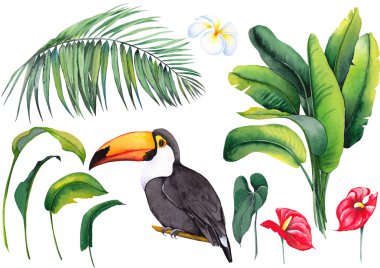 Tropikal toucan kuş, muz yaprakları, palmiye, egzotik antoryum çiçekleri ve plumeria frangipani çiçek ile ayarlayın. Beyaz arka planda suluboya. Tasarım için yalıtılmış elemanlar.