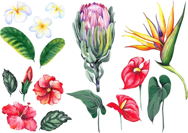 Set of exotic tropical flowers. Protea, strelitzia, red flamingo lily, hibiscus and plumeria frangipani. Watercolor on white background. Isolated elements for design.