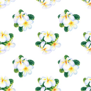 Tropikal Plumeria frangipani çiçekleri ile dikişsiz desen. Beyaz arka planda suluboya illüstrasyon.