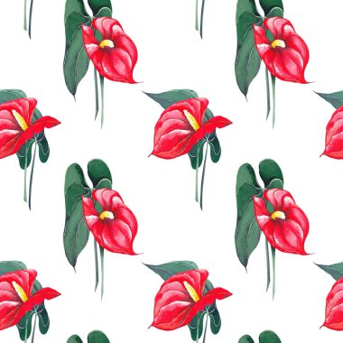 Kırmızı Antoryum çiçekleri ile dikişsiz desen. Flamingo çiçekleri. Beyaz arka planda suluboya.