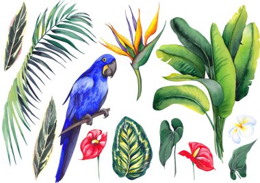 Sümbül mavimaca, muz yaprakları, calathea yaprakları, palmiye dalı, strelitzia, plumeria frangipani ve kırmızı flamingo çiçekleri ile ayarlayın. Beyaz arka planda suluboya. Tasarım için yalıtılmış elemanlar.
