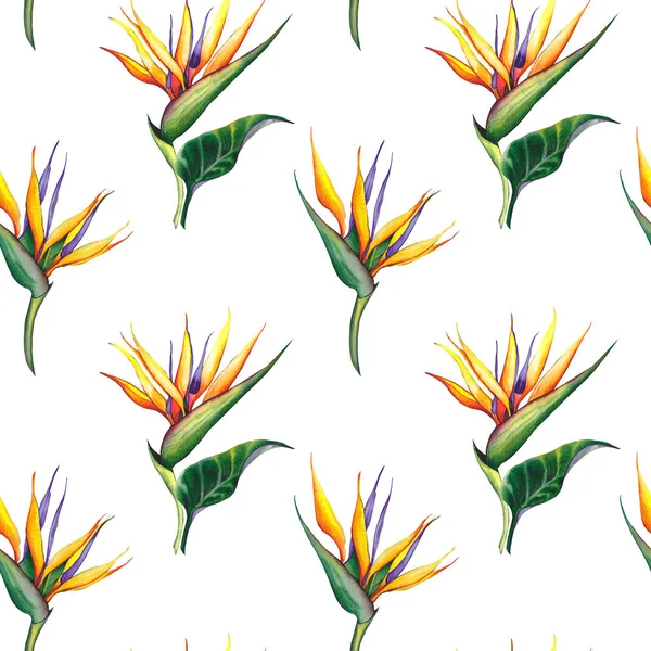 Patrón Sin Costuras Con Flores Exóticas Strelitzia Reginae Ilustración Acuarela —  Fotos de Stock