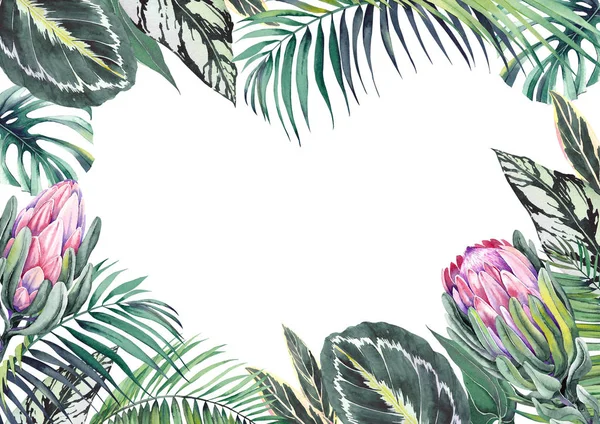 Tropikalna Rama Egzotycznymi Liści Calathea Monstera Dłoni Kwiatów Protea Ilustracja — Zdjęcie stockowe