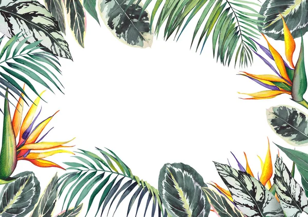 Cornice Tropicale Con Foglie Calathea Foglie Palma Fiori Strelitzia Illustrazione — Foto Stock