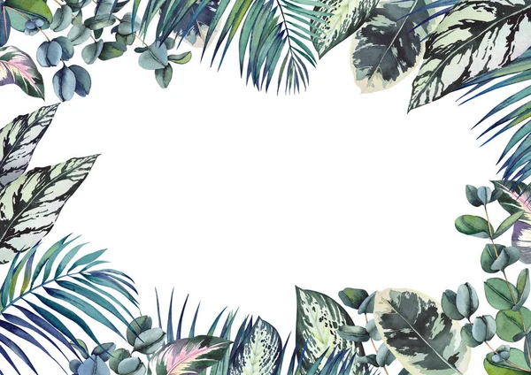 Yeşil Calathea Palmiye Okaliptüs Yaprakları Ile Tropikal Çerçeve Beyaz Arka — Stok fotoğraf